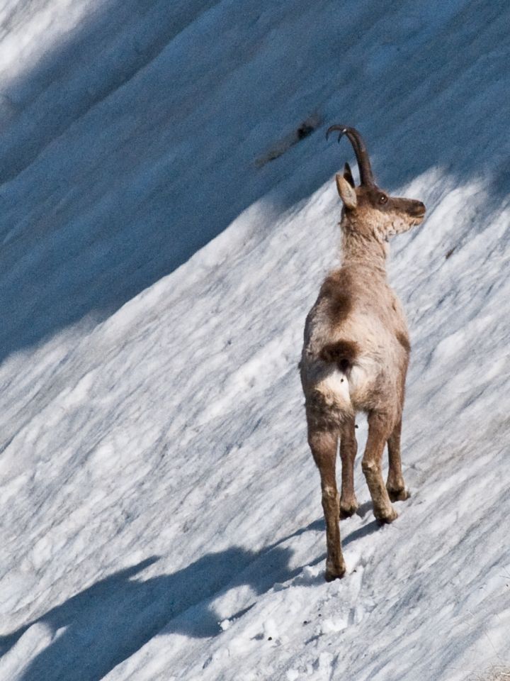 Camoscio d''Abruzzo Rupicapra pyrenaica ornata