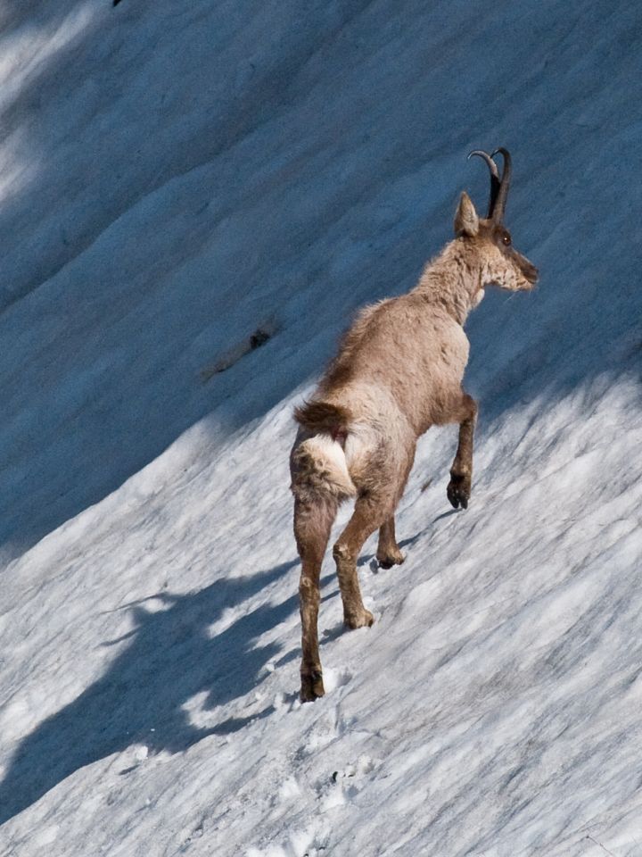 Camoscio d''Abruzzo Rupicapra pyrenaica ornata