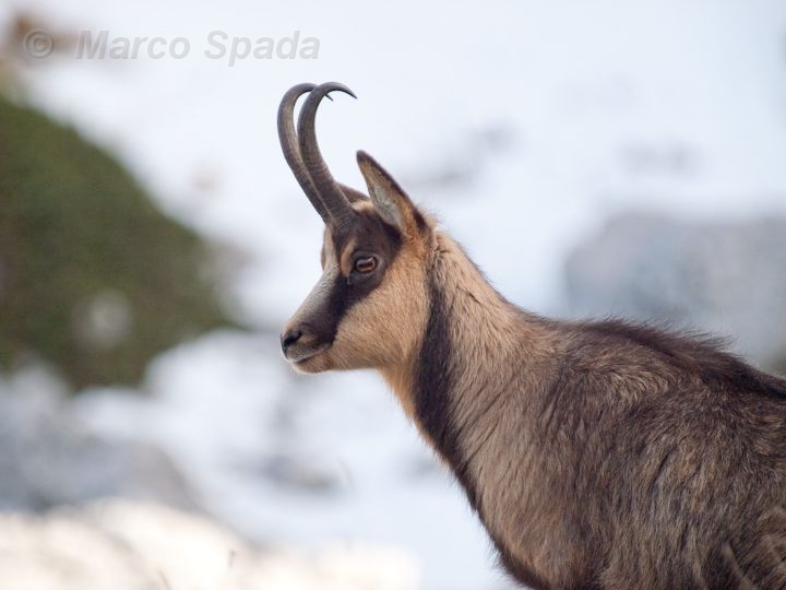 Camoscio d''Abruzzo Rupicapra pyrenaica ornata