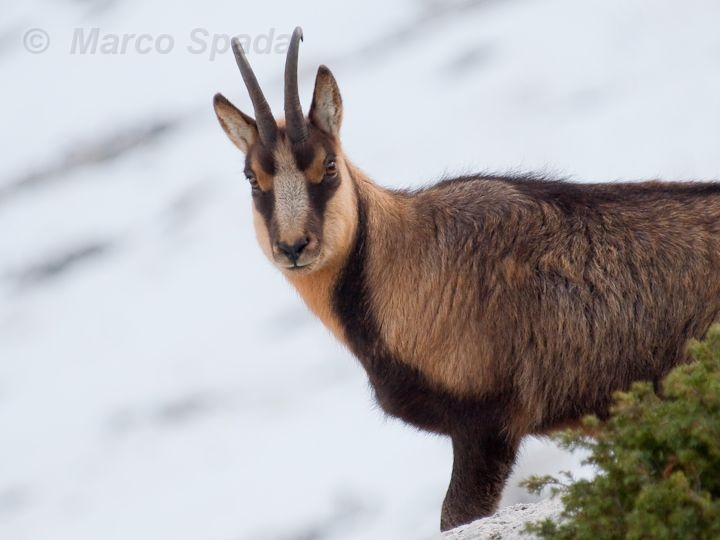 Camoscio d''Abruzzo Rupicapra pyrenaica ornata