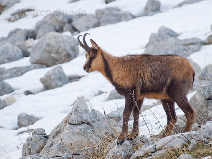 Camoscio d''Abruzzo Rupicapra pyrenaica ornata