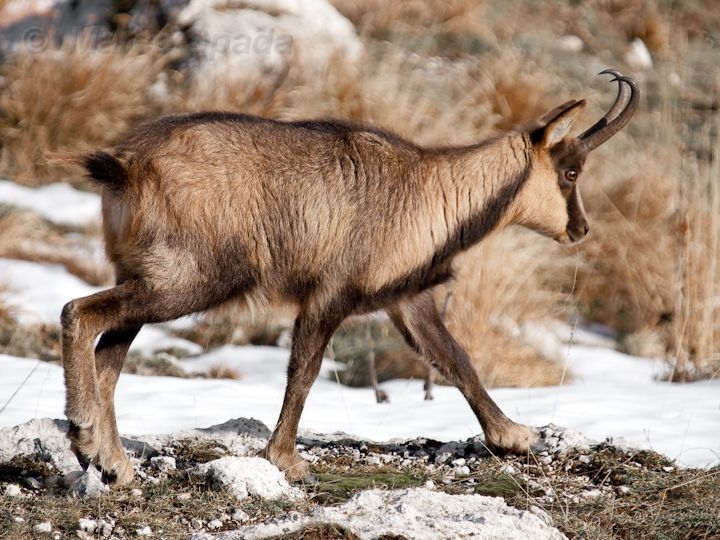 Camoscio d''Abruzzo Rupicapra pyrenaica ornata