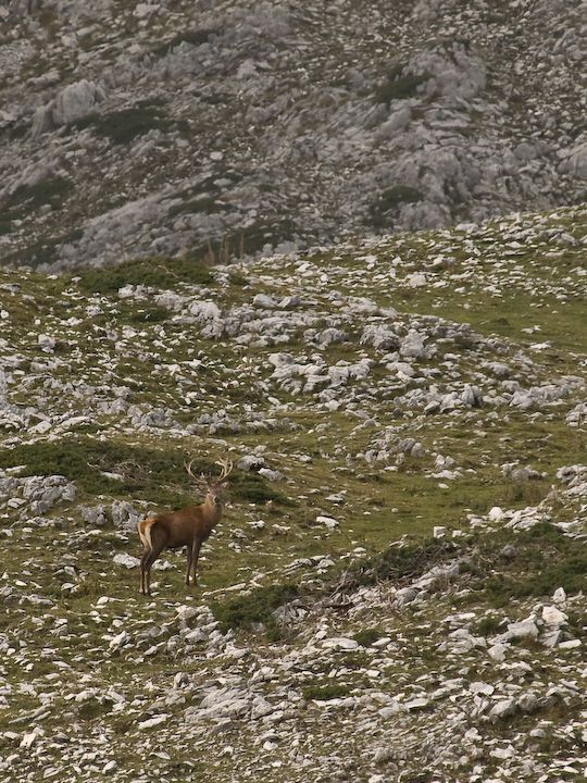 Cervi sulle montagne abruzzesi.