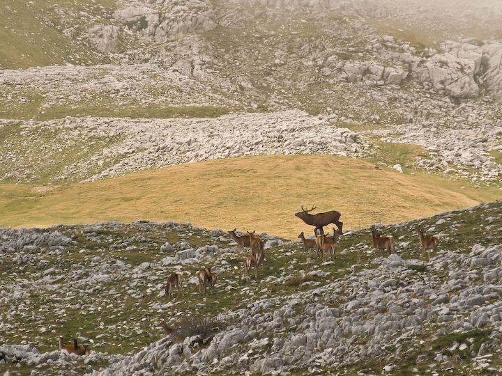 Cervi sulle montagne abruzzesi.