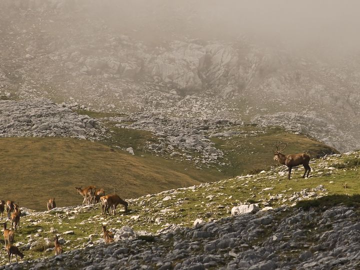 Cervi sulle montagne abruzzesi.