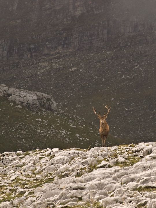 Cervi sulle montagne abruzzesi.