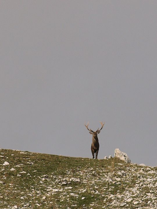 Cervi sulle montagne abruzzesi.