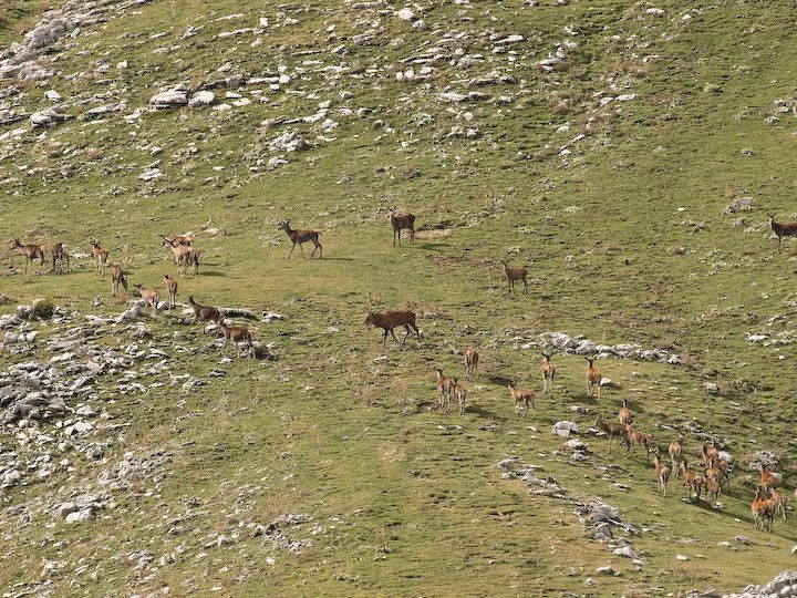 Cervi sulle montagne abruzzesi.