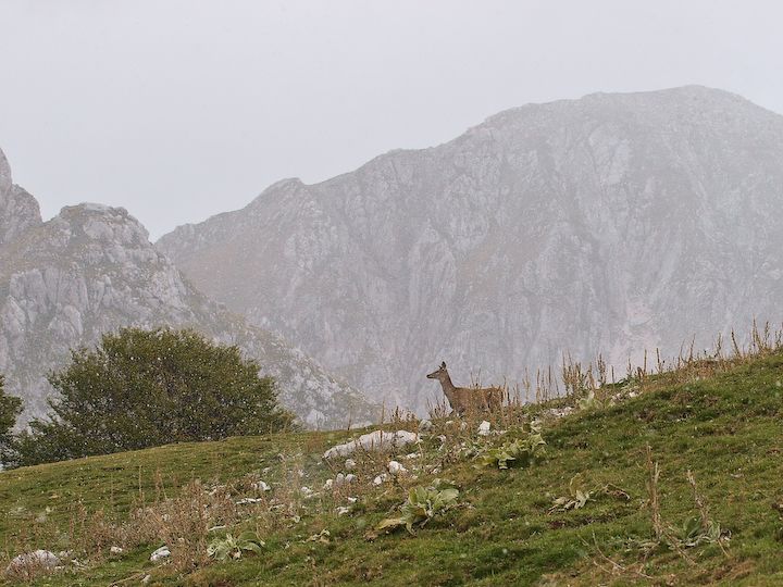 Cervi sulle montagne abruzzesi.