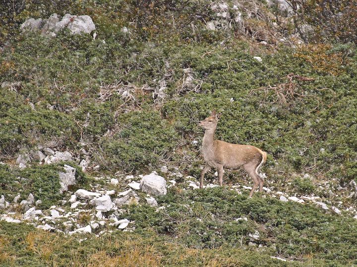 Cervi sulle montagne abruzzesi.