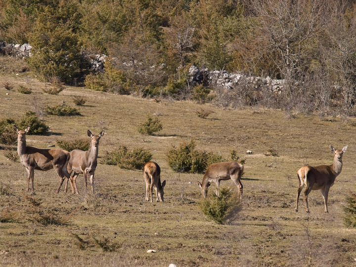 Ancora cervi