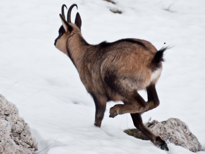 Camoscio d''Abruzzo Rupicapra pyrenaica ornata