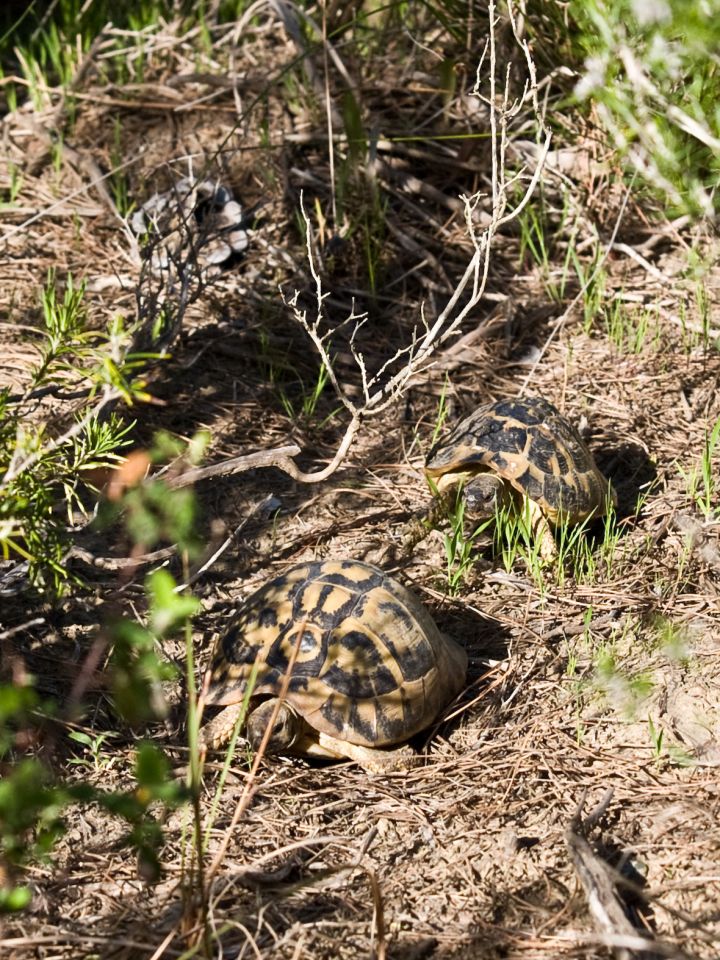 Testudo hermanni