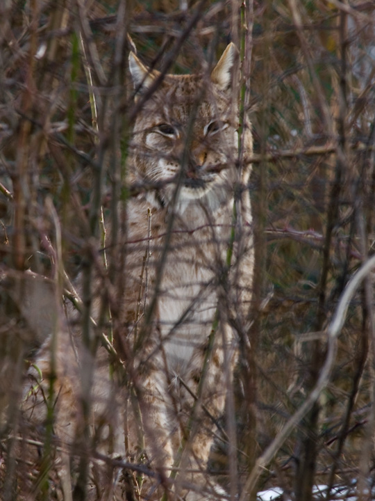 Lince a tradimento