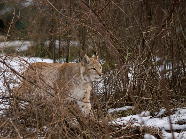 Lince a tradimento