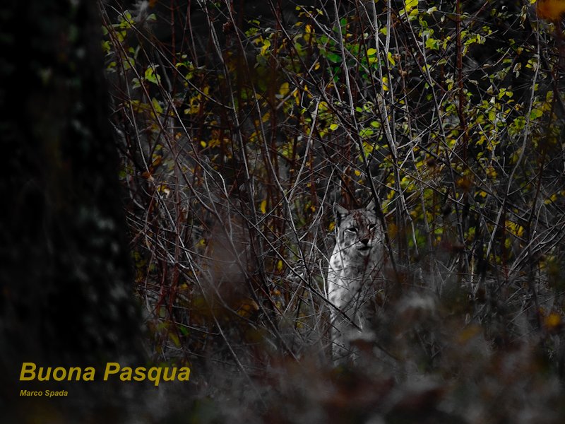 La lince nell'' Appennino centrale