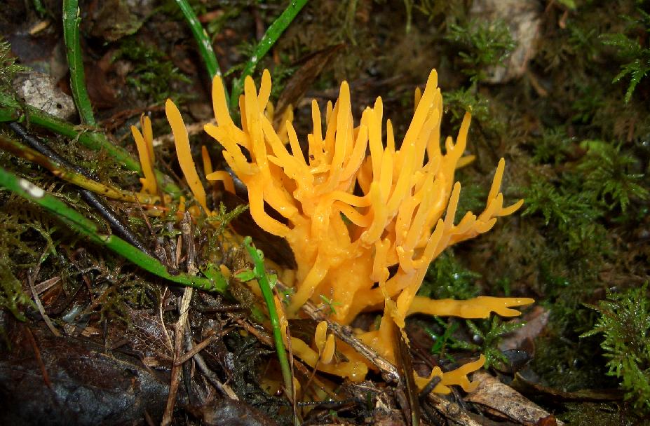 Calocera viscosa