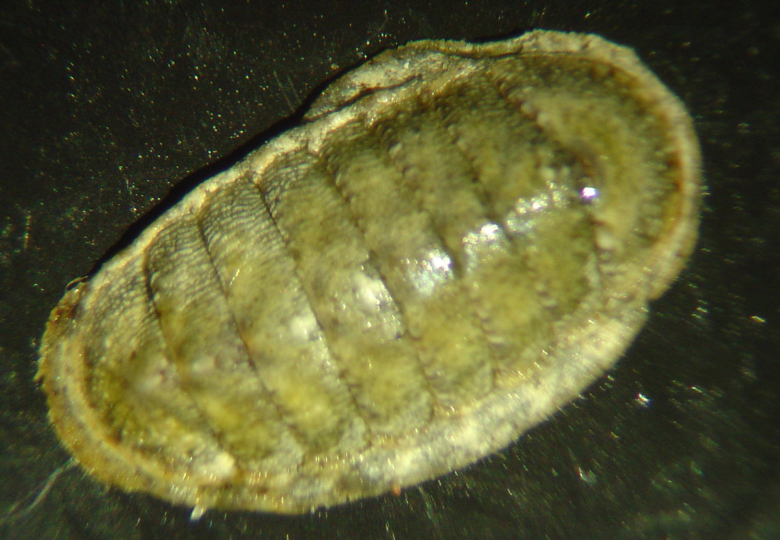 chiton????