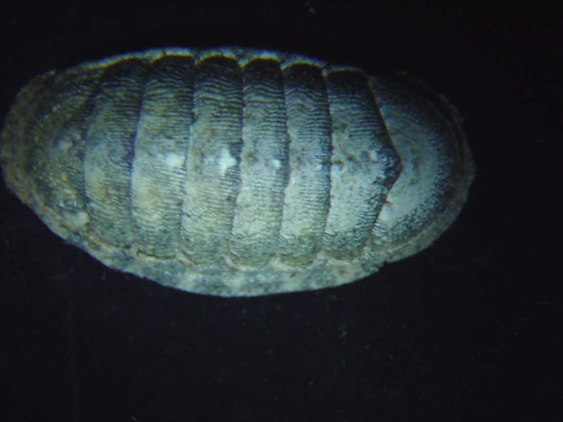 chiton????