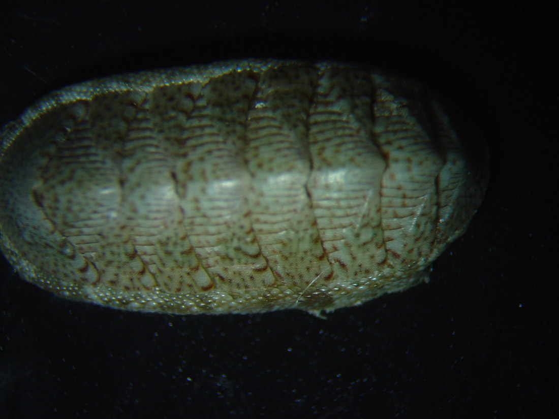 chiton olivaceus????