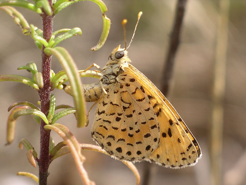 Una Melitaea didyma un po'' particolare...