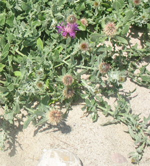 Centaurea sphaerocephala