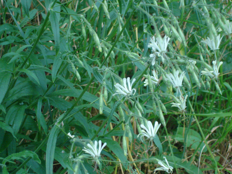 Silene italica? no, Silene nutans