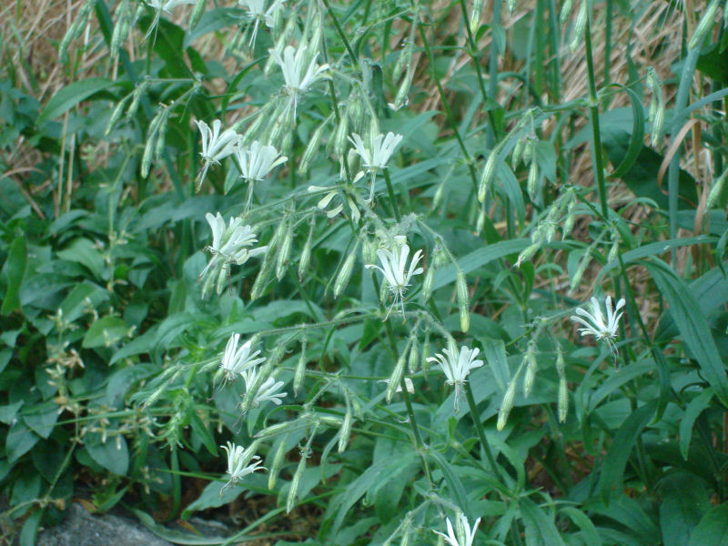 Silene italica? no, Silene nutans