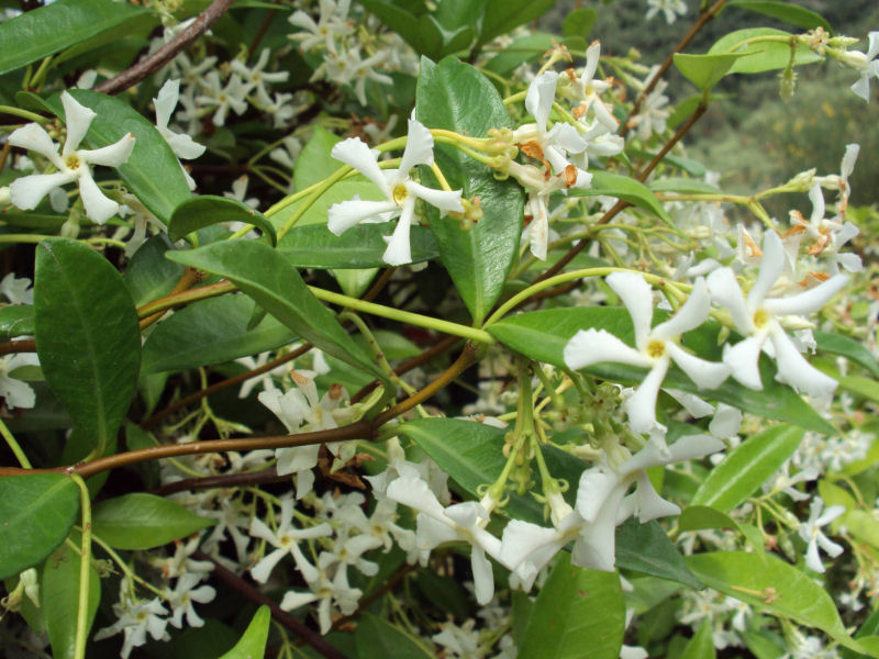 Trachelospermum jasminoides