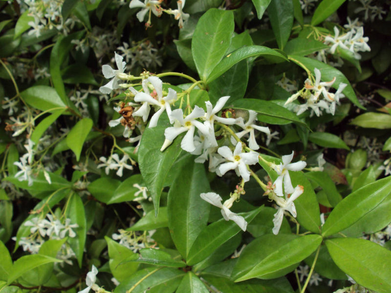 Trachelospermum jasminoides