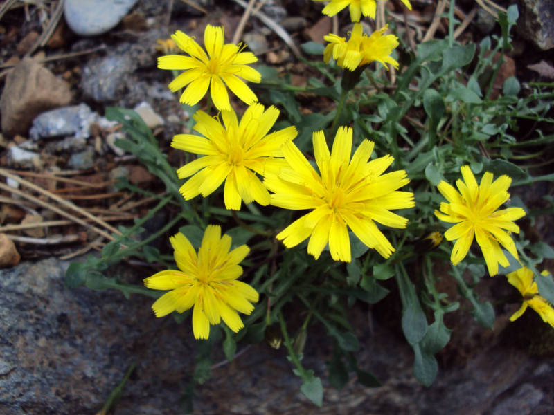 Robertia taraxacoides / Costolina appenninica