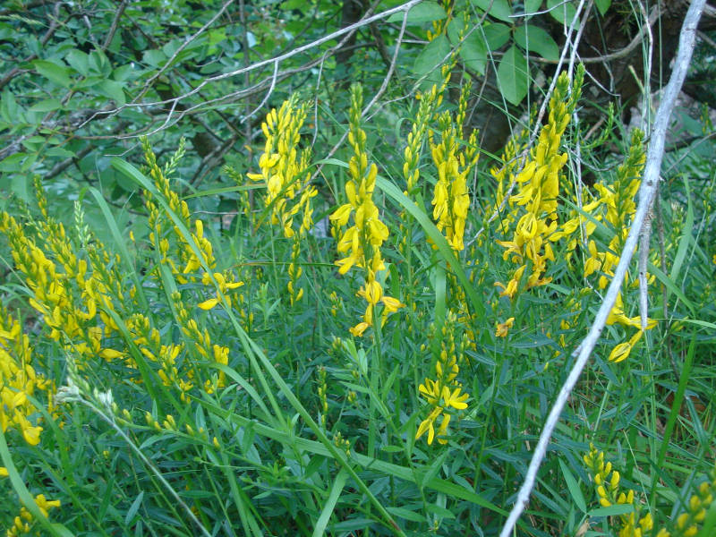 Genista tinctoria / Ginestra minore