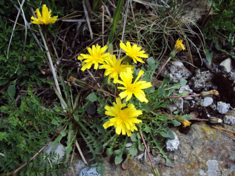 Robertia taraxacoides / Costolina appenninica