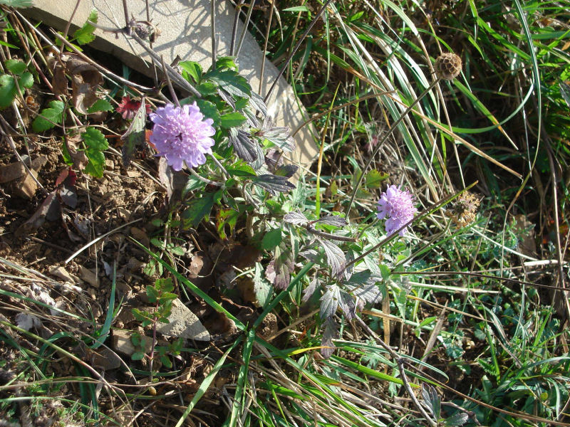 Scabiosa sp.