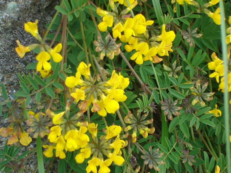 Hippocrepis comosa