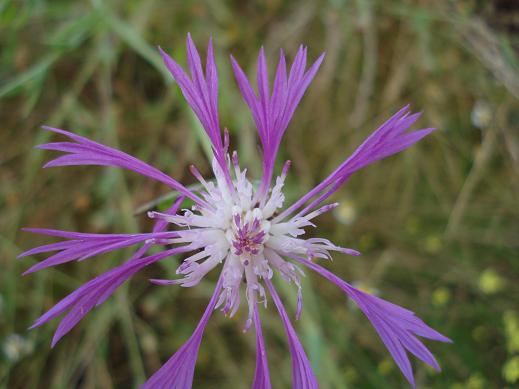 Centaurea diluta / Fiordaliso del nord Africa