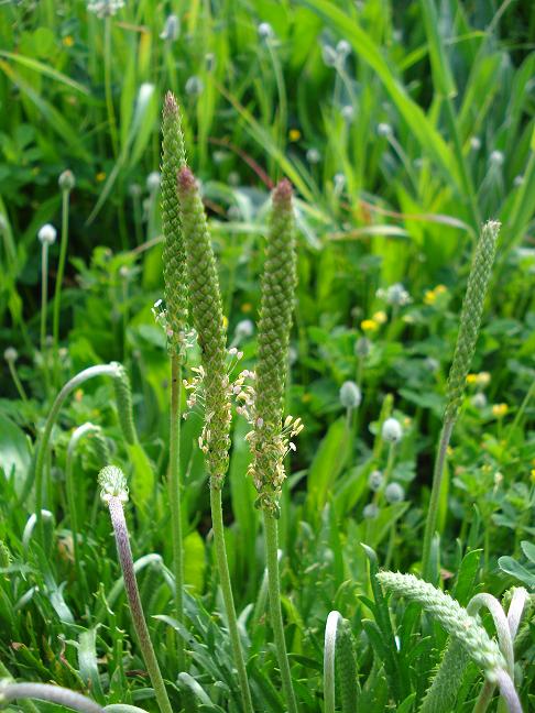 Plantago coronopus / Erba saetta