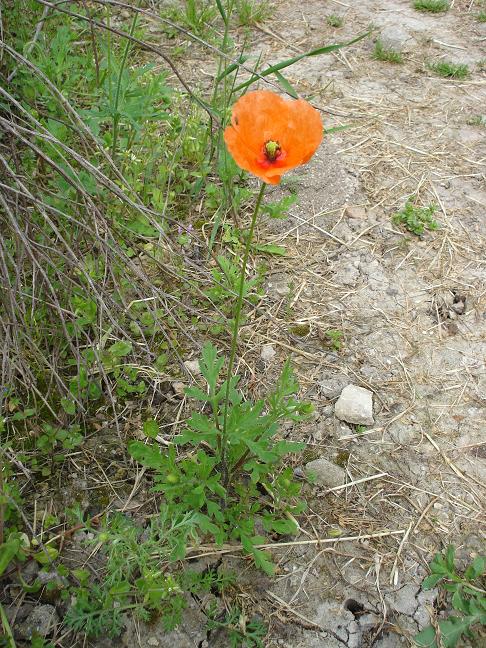 Papaver pinnatifidum / Papavero pennatifido