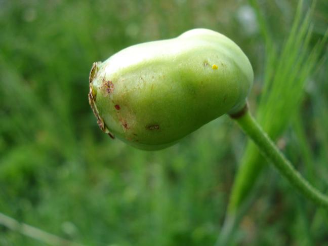 Papaver pinnatifidum / Papavero pennatifido