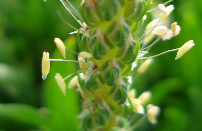 Plantago coronopus / Erba saetta