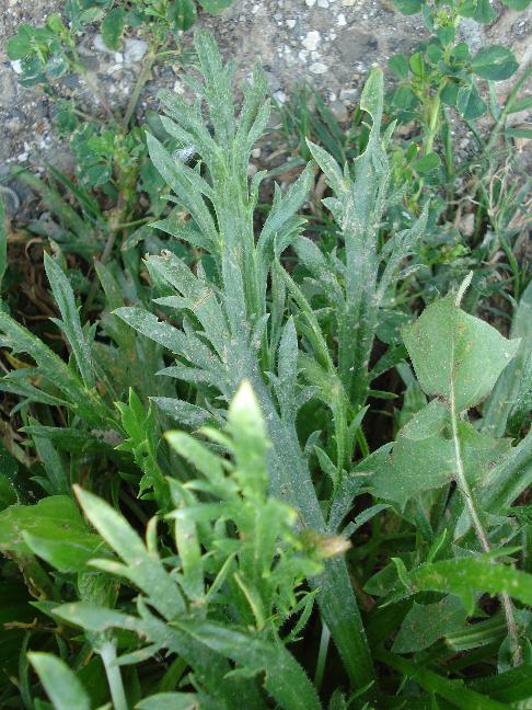 Plantago coronopus / Erba saetta