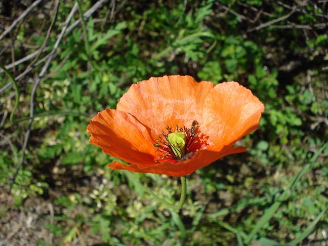 Papaver pinnatifidum / Papavero pennatifido