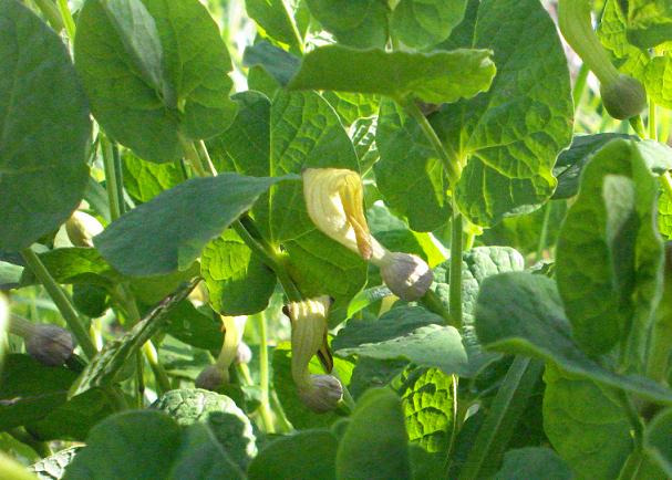 Aristolochia navicularis / Aristolochia navicolare