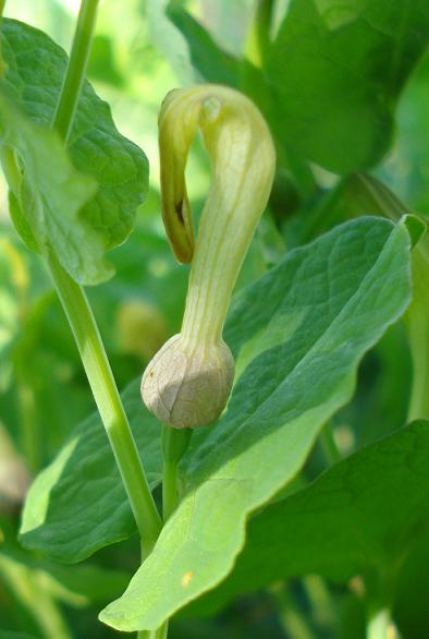 Aristolochia navicularis / Aristolochia navicolare