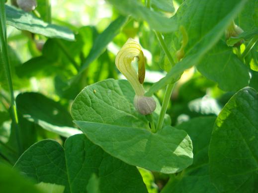 Aristolochia navicularis / Aristolochia navicolare