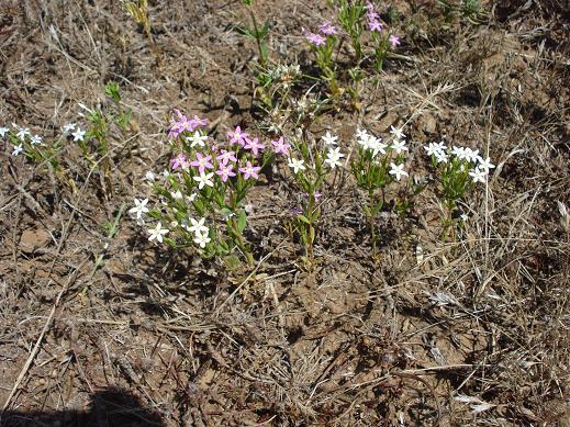 Centaurium erythraea