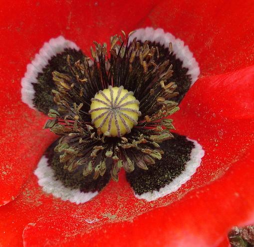 Papaver rhoeas