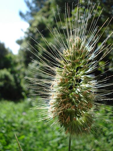 strana graminacea - Cynosurus echinatus