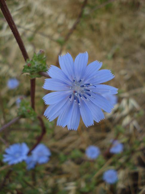 Cichorium intybus