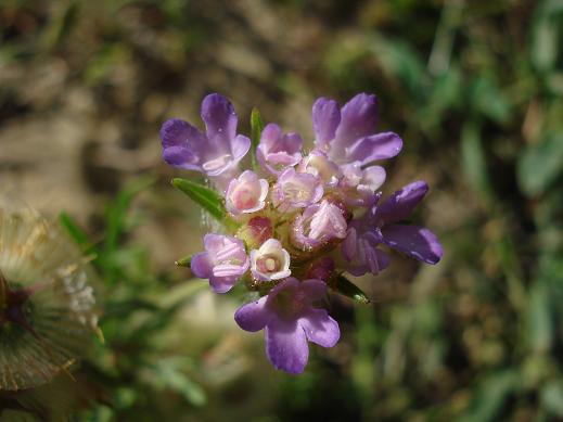 Lomelosia simplex (=Scabiosa stellata subsp. simplex) / Vedovina stellata